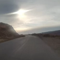 فروش عمده نهال گردو خارجی بجنورد