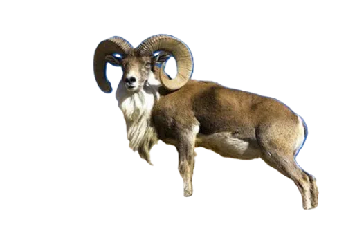 قوچ اوریال خراسان شمالی