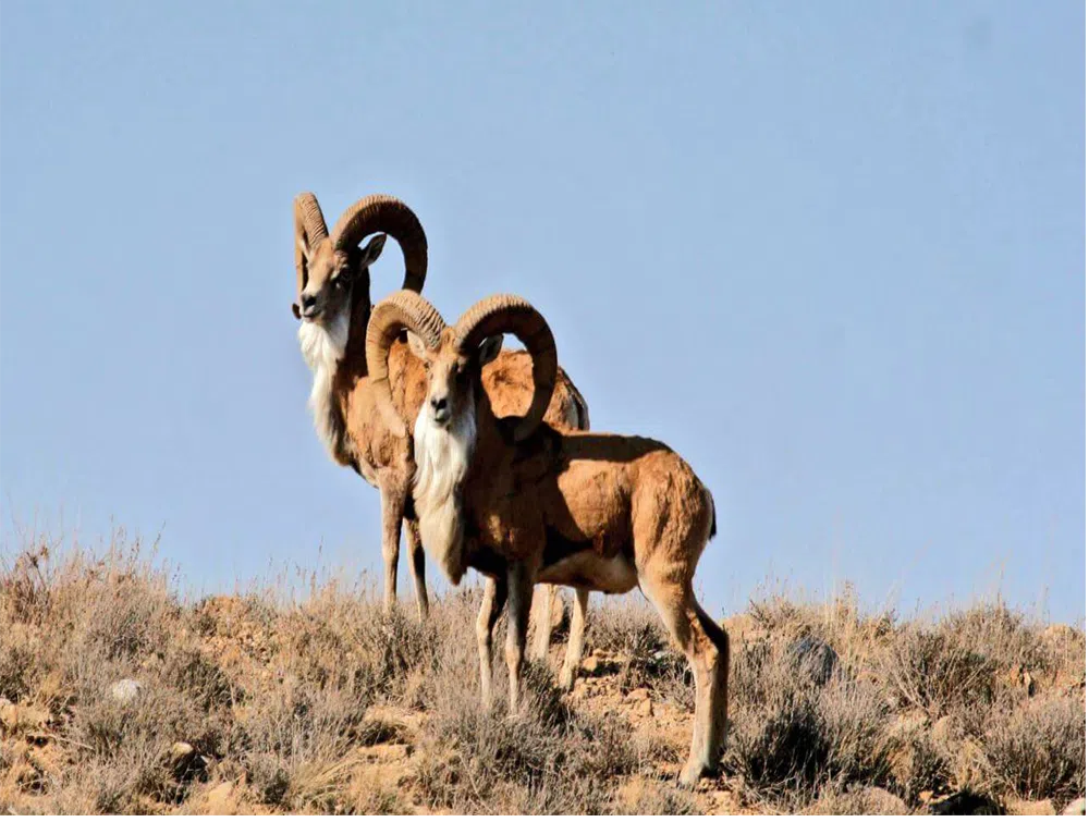 قوچ اوریال خراسان شمالی